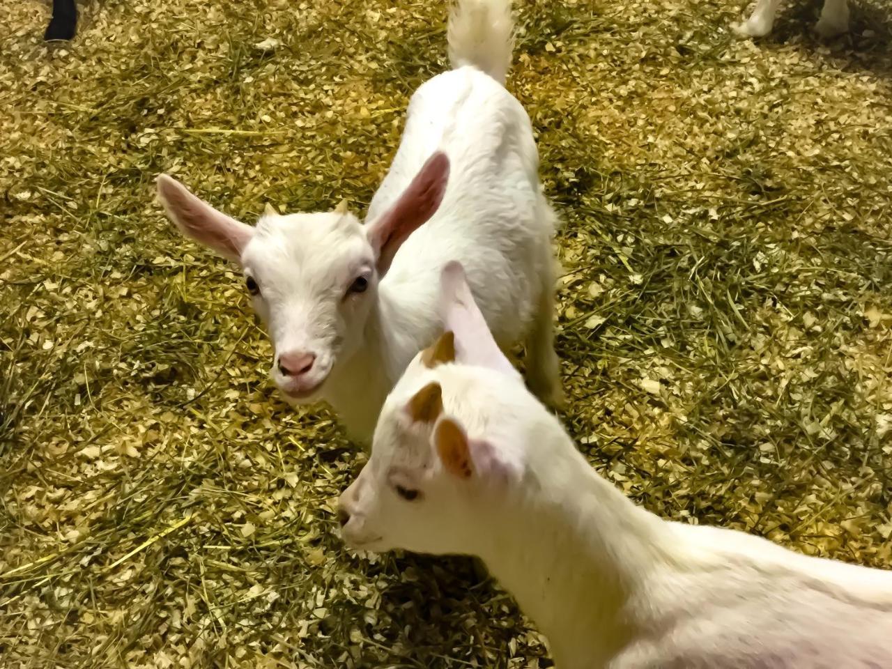 Chevres A Cheval - Apartment Aosta Dış mekan fotoğraf